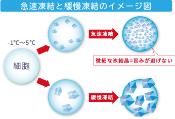 急速凍結とは中心部の温度（芯温）が、マイナス1℃～マイナス5℃の温度帯になる際、その間を25分以内に通過させ冷凍することです。